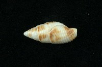 藏品(粗斑筆螺)的圖片